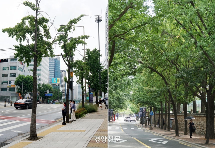 31일 폭염에 그늘을 만들지 못하는 서울 종로구 새문안로 가로수(왼쪽)와 풍성한 가지와 이파리로 그늘을 만들고 있는 서울 중구 정동길의 가로수가 대비를 이루고 있다. 강한들 기자