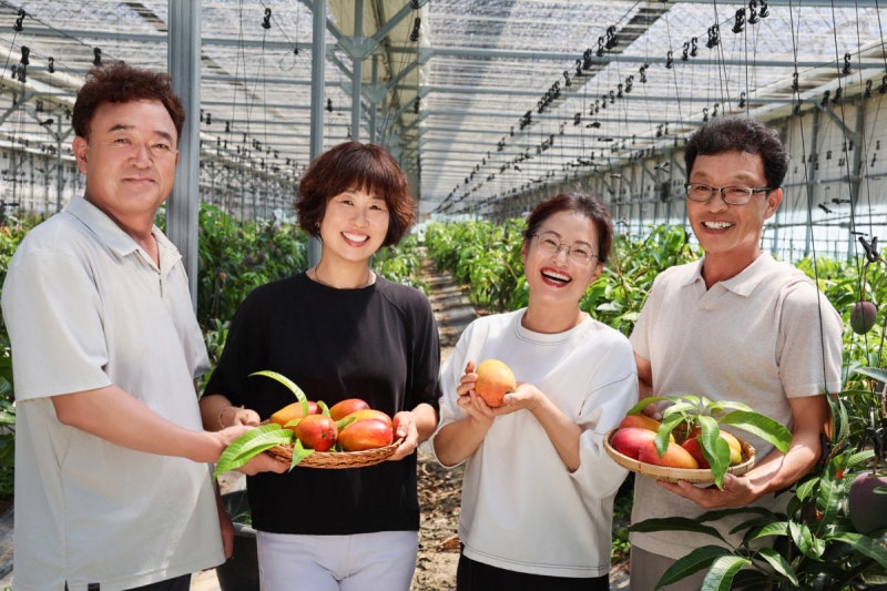 청도 ‘애플망고’ 맛보세요[포토뉴스]