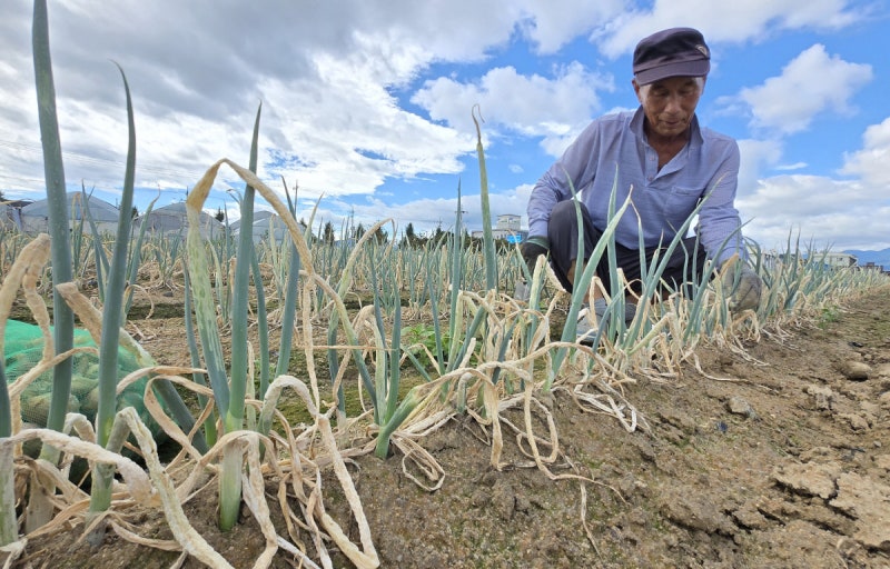 완전 단수 막아라…강릉, 저수율 10% 붕괴 땐 시간제·격일제 급수