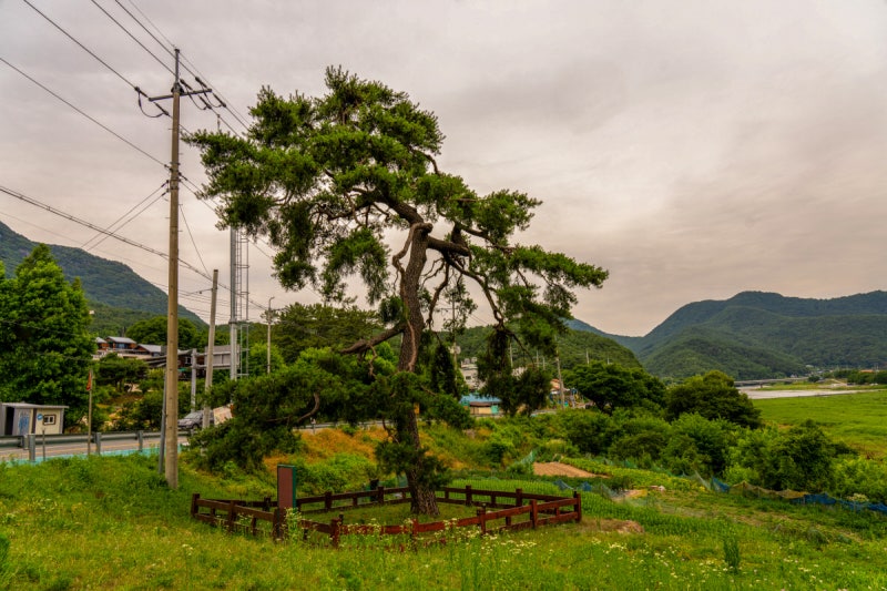 [고규홍의 큰 나무 이야기]소나무가 품은 겸허의 미