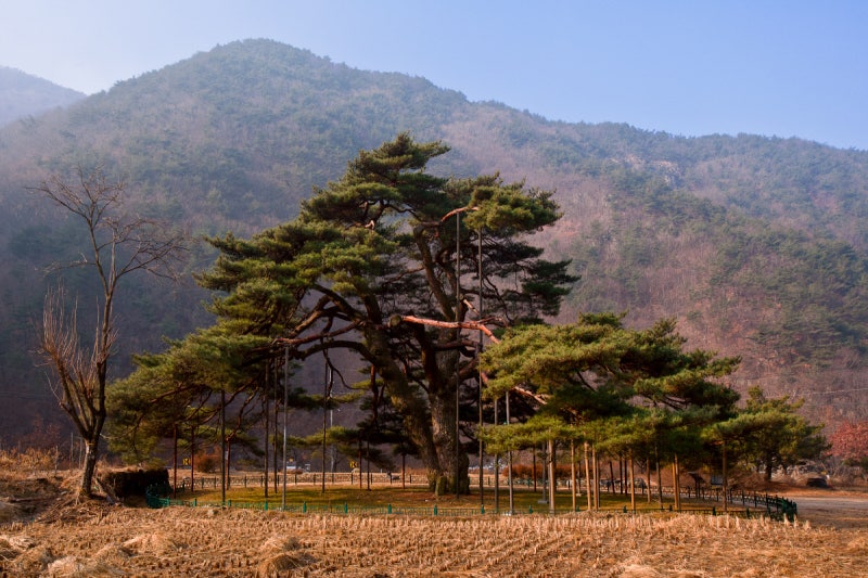[고규홍의 큰 나무 이야기]정부인의 기품으로 살아남아