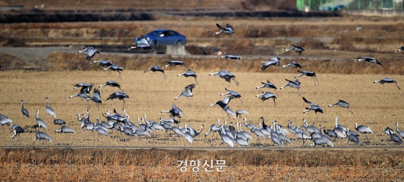 창원 주남저수지 고병원성 AI 확진, 21일부터 출입 전면 통제