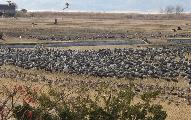 사상 최대 8180마리 ‘월동’ 확인