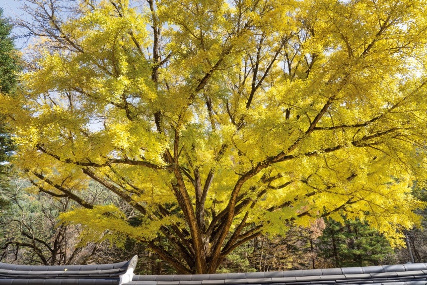 천년 넘는 은행나무들이 왜 절에 많을까? 숨겨진 이야기가 대박!