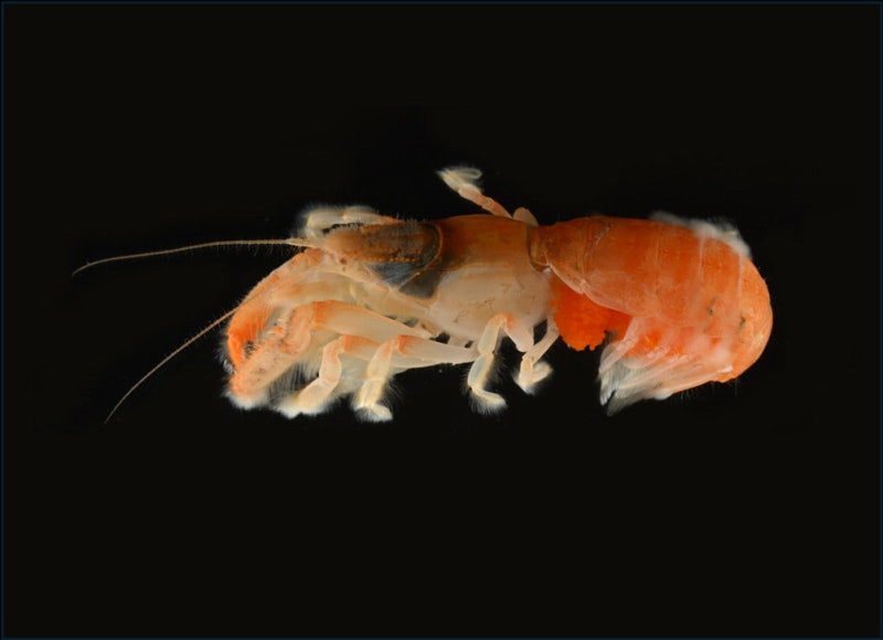 제주 연안서 신종 ‘쏙류’ 발견