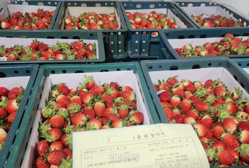 성심당 딸기 케이크, 농가 살리는 길은?