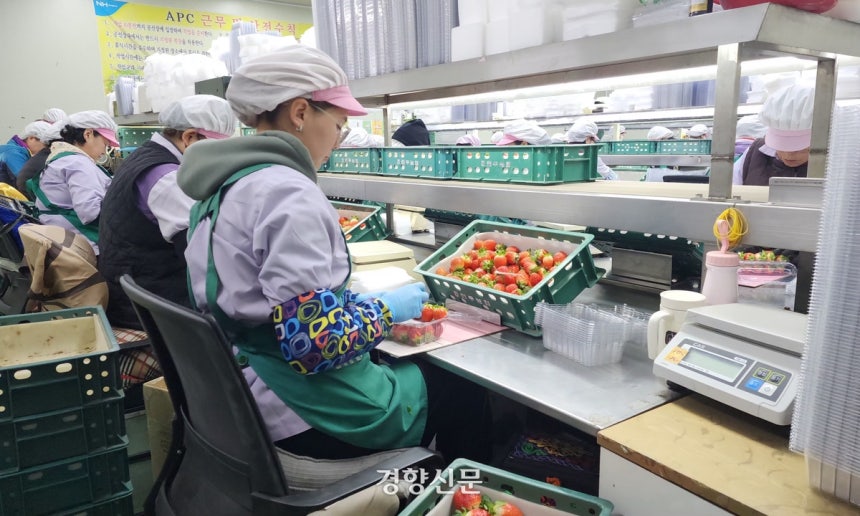 충남 논산 연무농협 산지유통센터(APC) 내 딸기 공동선별장에서 여성 노동자들이 딸기 포장 작업을 하고 있다.이재덕 기자
