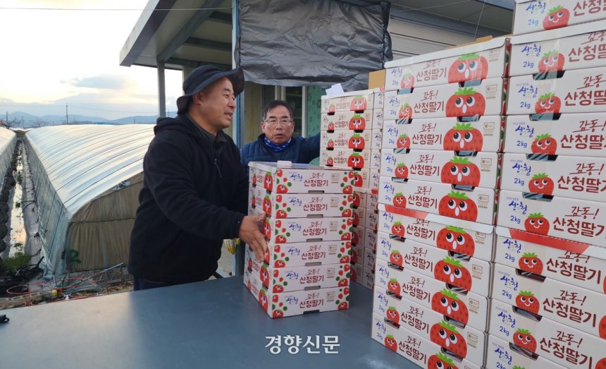 경남 산청의 딸기 농부 양정석씨(왼쪽)가 지난 12월 14일 수확한 딸기를 1t 트럭에 싣고 있다.이 딸기들은 하동군 옥정면의 한 운수회사에서 팔레트 포장 작업을 거쳐 서울 강서시장으로 이동한다.이재덕 기자