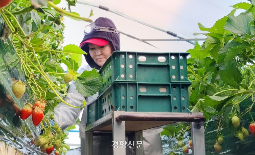 충남 논산 연무읍의 한 딸기 농장에서 딸기를 수확하는 몽골인 계절 근로자.경향신문 자료사진