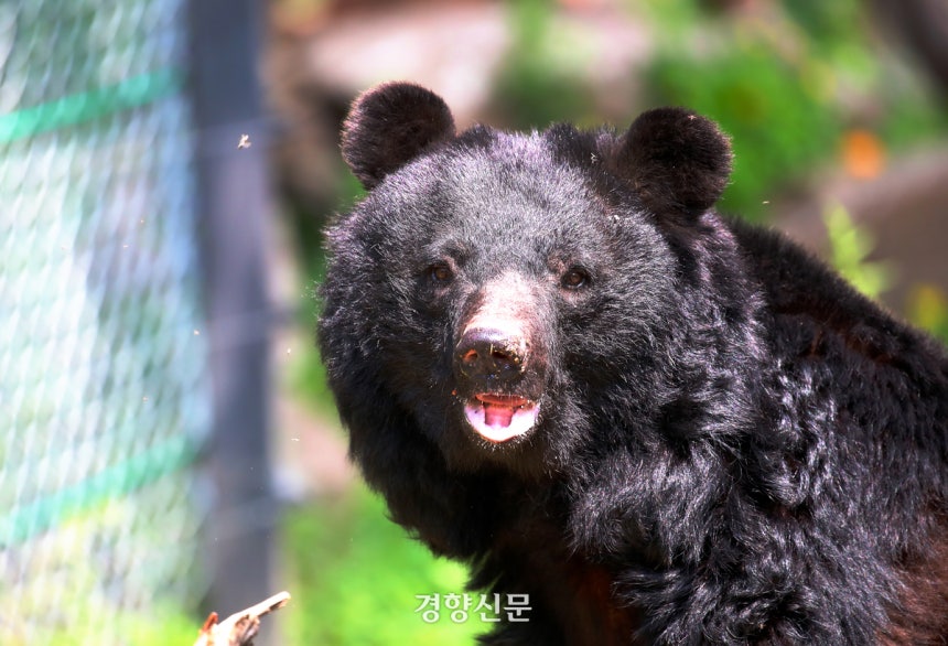 웅담 채취용으로 길러지던 사육곰 14마리에게 2022년 10월 콘크리트 사육장에서 나와 거닐 수 있는 방사장‘곰숲’이 생겼다.2023년 66일,<a href=