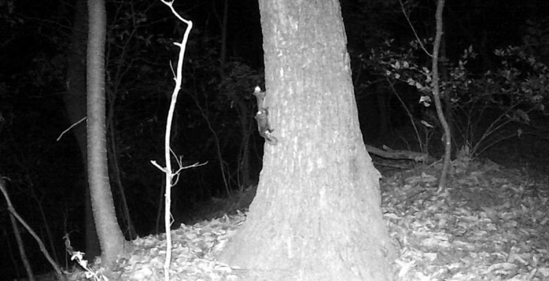 살아난 숲 하늘다람쥐가 난다