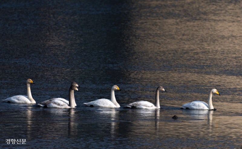 먹이활동 하는 큰고니 가족[포토뉴스]