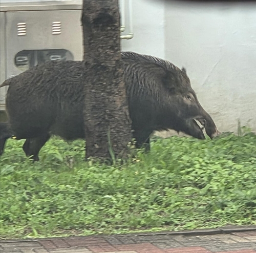광양 야산서 60대 멧돼지 공격으로 안타까운 사망 사고 발생