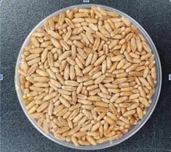 저렴한데 영양 만점…값비싼 호밀 대체할 ‘알짜배기 사료’