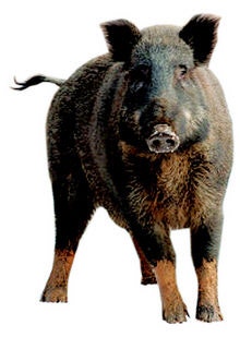 “ASF 도내 확산 막아라” ‘멧돼지 소탕전’ 나선 전남