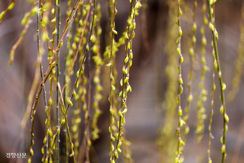 봄의 신호[금주의 B컷]