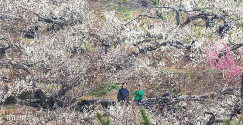 활짝 핀 매화…상춘객은 눈 호강[포토뉴스]