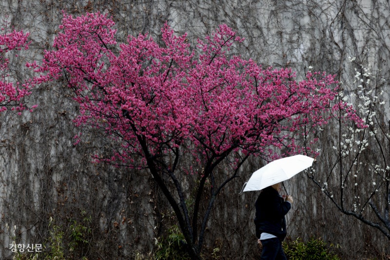 봄비 속 홍매화의 자태[포토뉴스]
