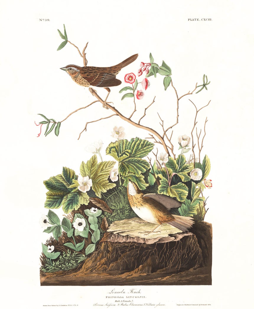 존 제임스 오듀본이 <북미의 새>에 담은 링컨참새의 모습.1833년 여름,오듀본은 래브라도 해안을 탐험하며 이전까지 서양 과학계에 알려지지 않았던 이 새를‘발견’했다.미국 국립오듀본협회 제공