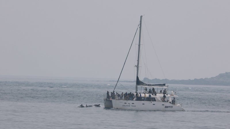 제주 돌고래 생태 관광 캠페인, 배 말고 땅 위에서 우리를 봐주세요