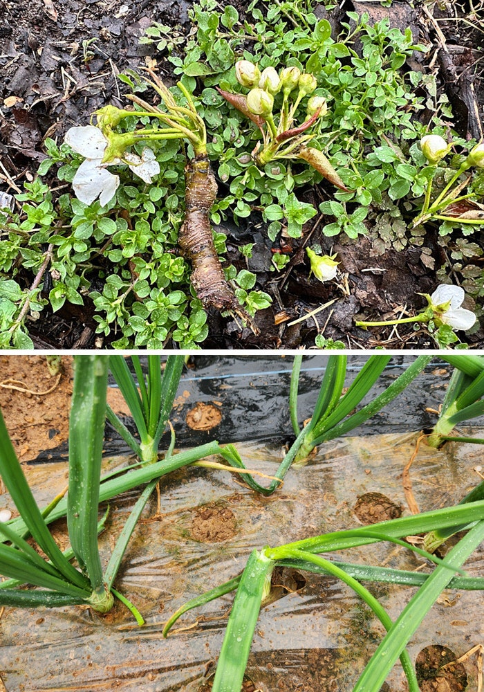 전남 덮친 ‘우박 세례’에 배꽃이 뚝뚝…‘올해 배농사 우짜쓰까잉’