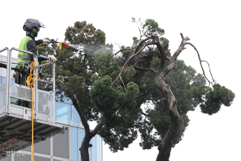 샤워하는 서울 최고령 향나무[포토뉴스]