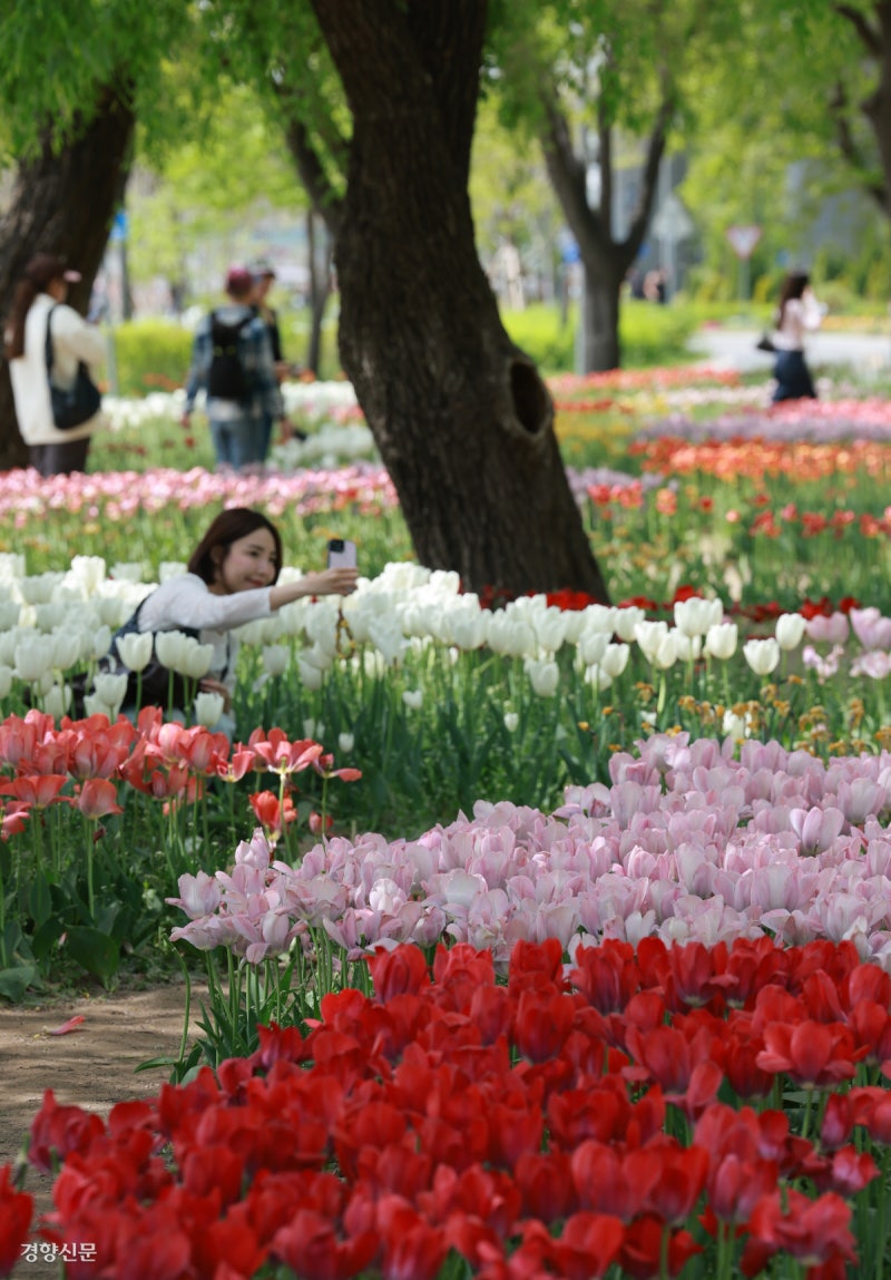 반도는 지금 꽃대궐[포토뉴스]