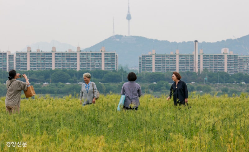 금빛 물드는 한강 청보리밭[포토뉴스]
