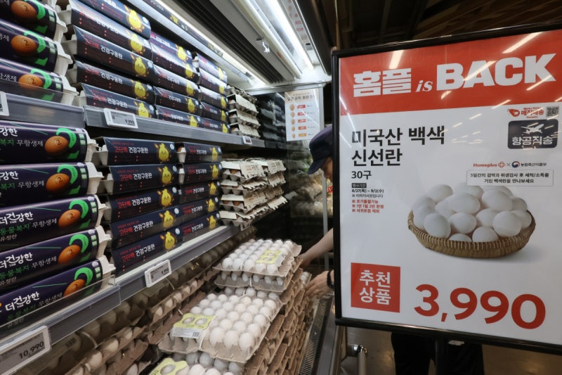 산란계 수 회복·생산량 증가 전망…계란값 하락할 듯