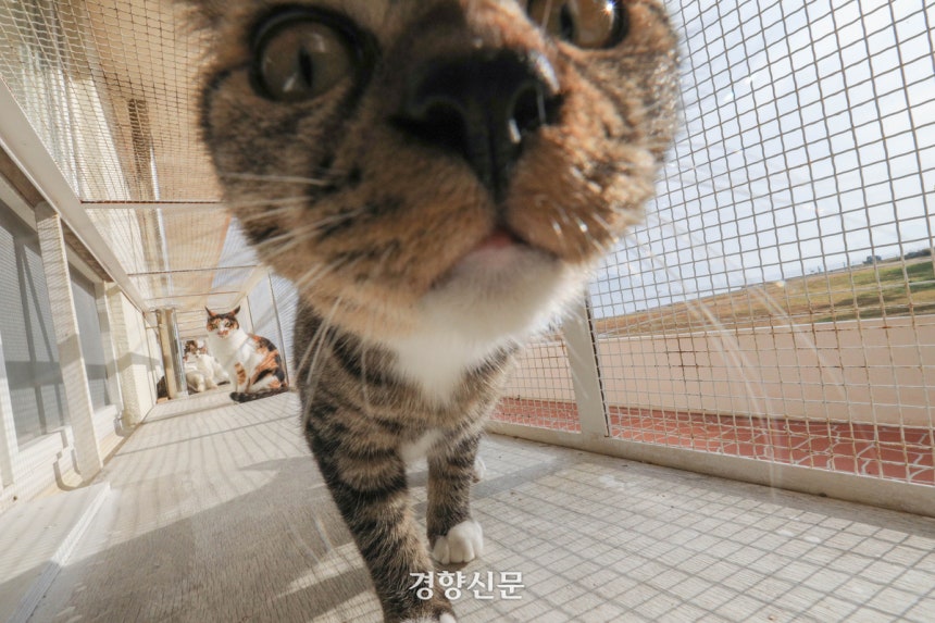 경남 통영시 한산면 용호도에 위치한‘공공형 고양이 보호·분양센터’에서 고양이들이 가을 바람을 즐기며 휴식을 취하고 있다.기사와 직접적인 관련이 없는 사진.통영 | 성동훈 기자