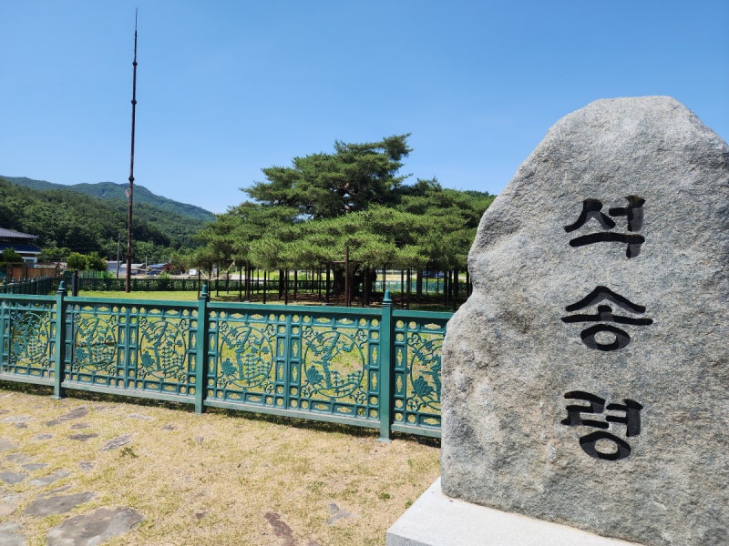 세금 내고 지역 학생 장학금 주는 ‘600살 소나무’
