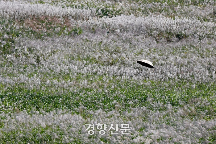 완연한 가을 날씨를 보인 지난달 30일 서울 마포구 하늘공원 억새밭에서 시민들이 산책하고 있다.문재원 기자