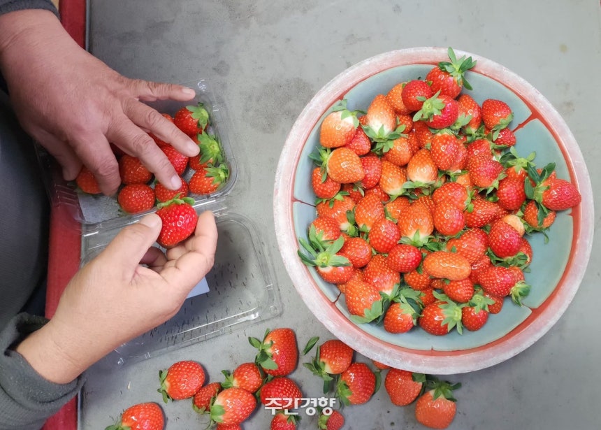 경남 산청 단성면에서 남편 양정석씨와 함께 딸기 농사를 짓는 이말숙씨가 지난 12월 14일 수확한 딸기를 직접 포장하고 있다. 이재덕 기자