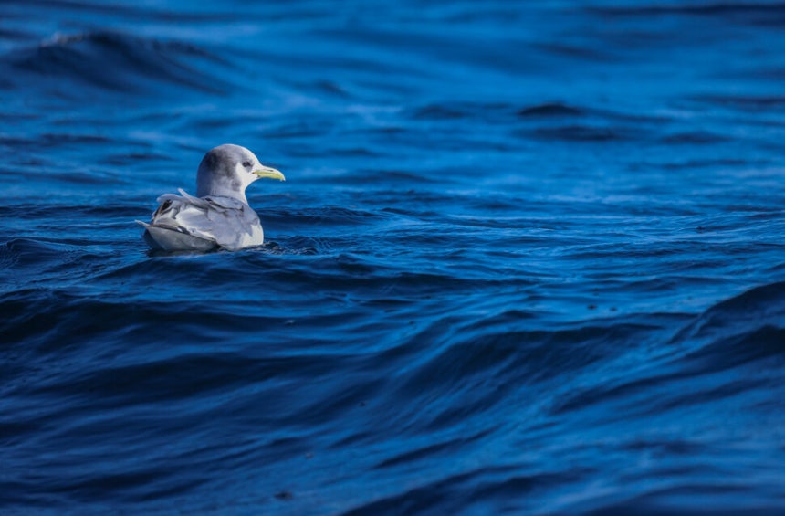 세가락갈매기가 동해의 거친 파도에 아랑곳하지 않고 물 위에 앉아 있다. 청회색 몸에 뒷머리에 검은 무늬가 있는 이 새는 뒷발가락이 퇴화해 없어지거나 아주 작은 돌기처럼 흔적만 남아