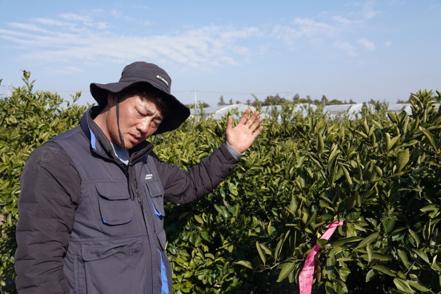 2025년 12월7일 제주 서귀포시 남원읍 신흥리에서 만난 농민 김윤천씨가 자신의 감귤밭에서 일상화된 기후재난으로 인한 피해와 농정당국과 농협의 무능함에 대해 설명하고 있다.