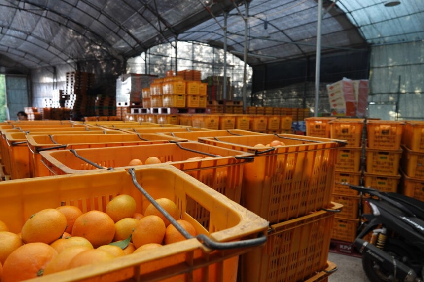 2025년 12월7일 제주 서귀포시 남원읍 위미리 귤향기마을영농조합 선별장에서 출하를 기다리는 노지 감귤.