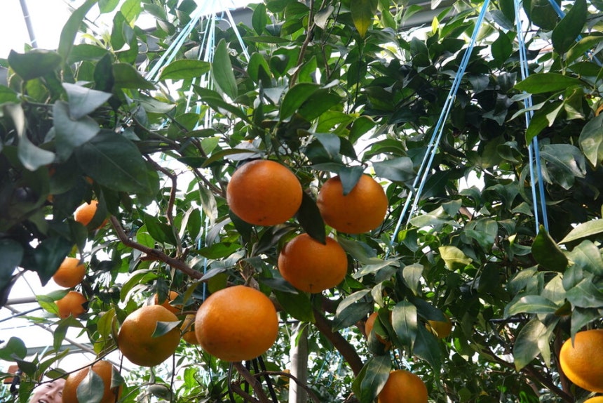 2025년 12월7일 제주 서귀포시 남원읍 신흥리 농민 김윤천씨의 하우스에서 익어가는 레드향.