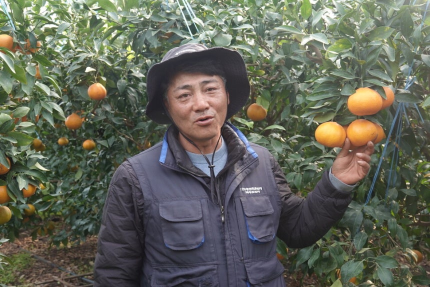 2025년 12월7일 제주 서귀포시 남원읍 신흥리에서 만난 농민 김윤천씨가 자신의 감귤밭에서 일상화된 기후재난으로 인한 피해와 농정당국과 농협의 무능함에 대해 설명하고 있다.