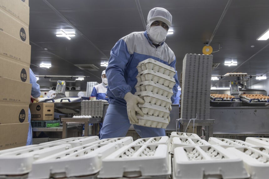 이주노동자가 서울 근교의 공장화된 양계장에서 달걀을 옮기고 있다.(2024년 2월)