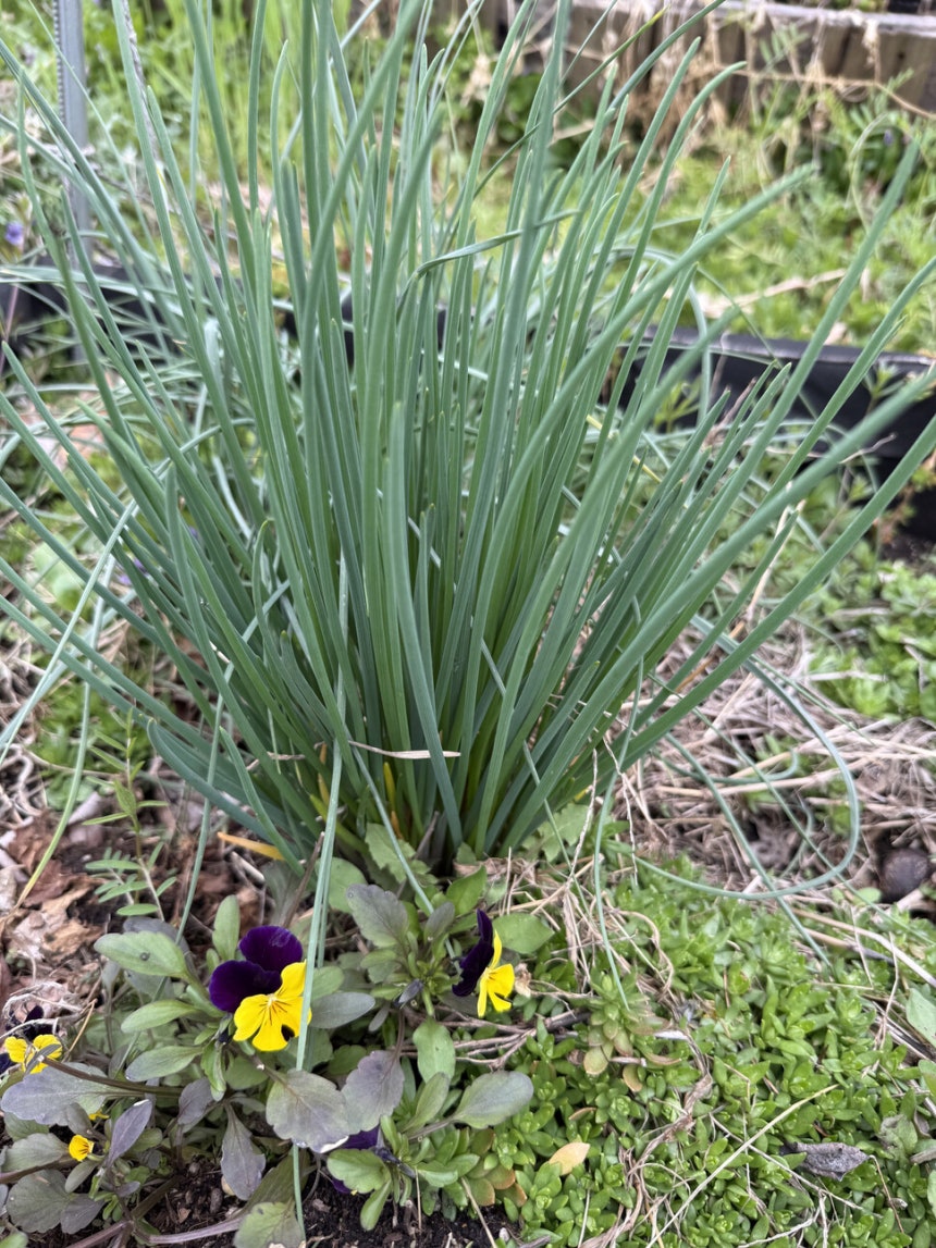 텃밭 군데군데 자라난 차이브의 기세등등한 모습.