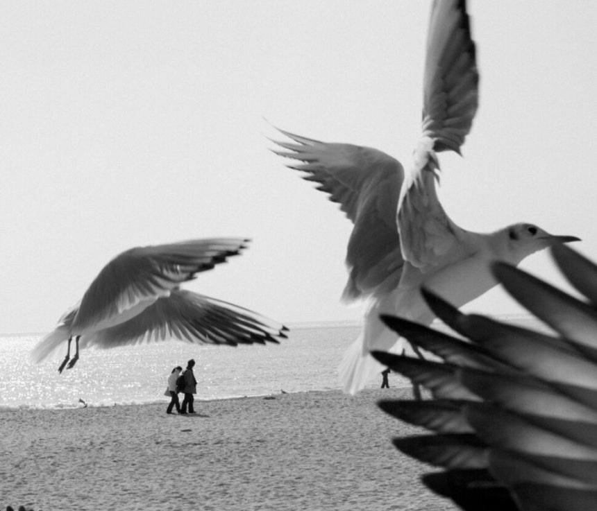 아이들이 하늘로 던져주는 새우깡을 받아먹으려고 너희는 끼룩거렸지. 손 내밀면 잡힐 듯 다가왔어. 누군가는 똥벼락을 맞을까봐 기겁하더구나. 눈부시게 하얀 깃털과 노오란 부리는 공장에서 뽑아낸 인형인 듯 기이한 느낌을 