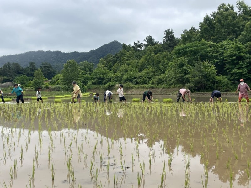 한땀 한땀 손 모내기, 새들도 반기네