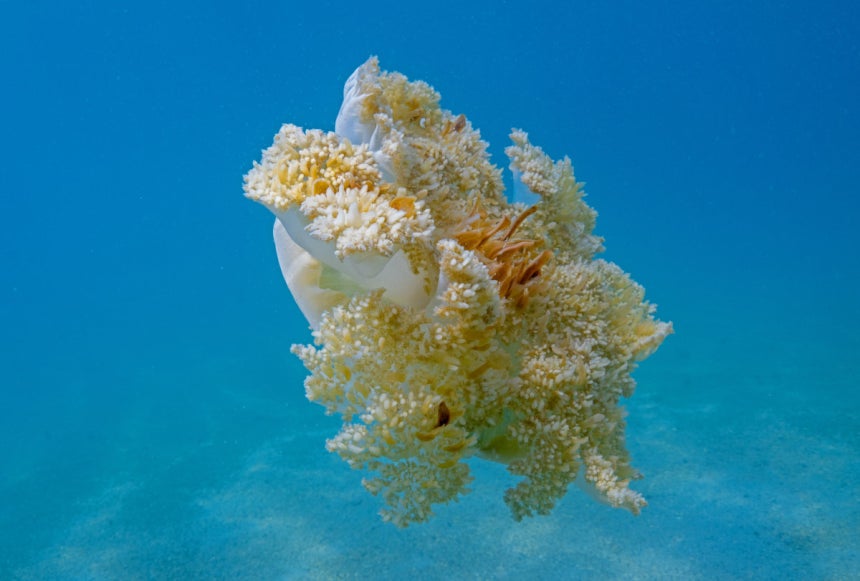 뇌가 없는 해파리도,헤엄치기를 멈추면 죽는 고래도,<a href=