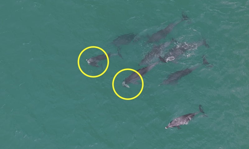 Dolphins seen carrying dead calves off Jeju raise concern