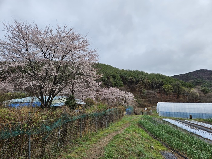 K-문화의 매력, 홍콩 청년의 이야기