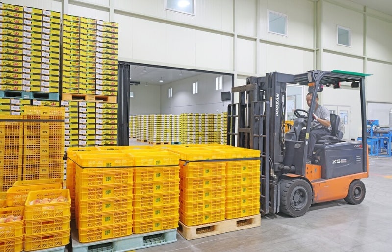복숭아·자두, 따뜻한 날씨 속 홍수 출하 걱정… 일부 농가는 냉해 호소