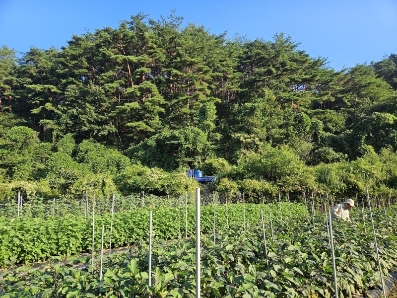캐나다 청년이 귀국 후 부대찌개 30인분 끓인 사연