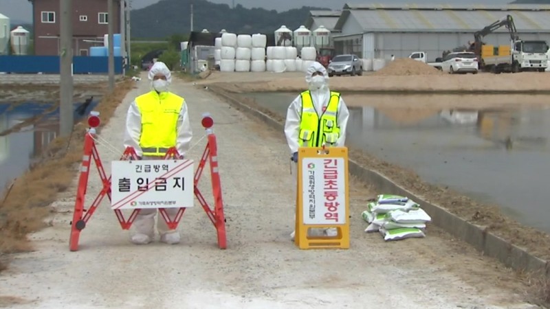 <b>전남</b> 영암 한우농가에서 <b>구제역</b>...1년 10개월 만에 국내 발생