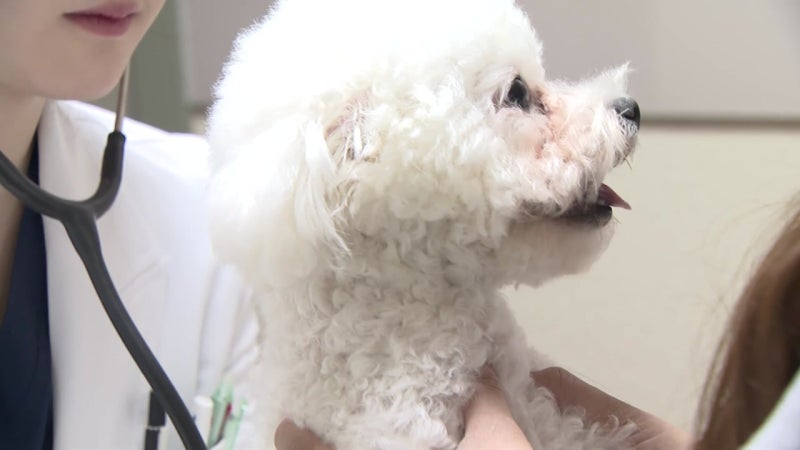 건강검진에 보험료 할인...펫보험 '문턱 낮추기'