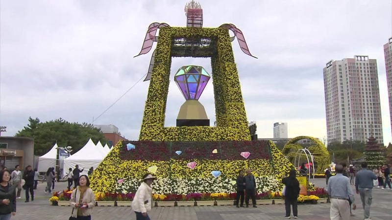 가을비 뚫고 1000만 송이 활짝, 주말 익산 국화축제 대성황